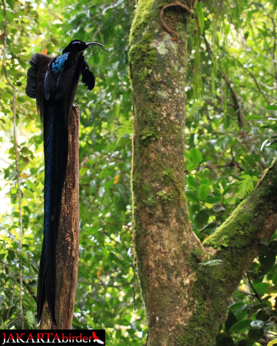 Black Sicklebill - Boas Emmanuel