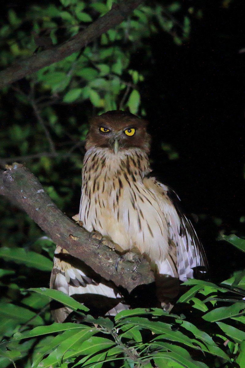 Philippine Eagle-Owl - ML206210361