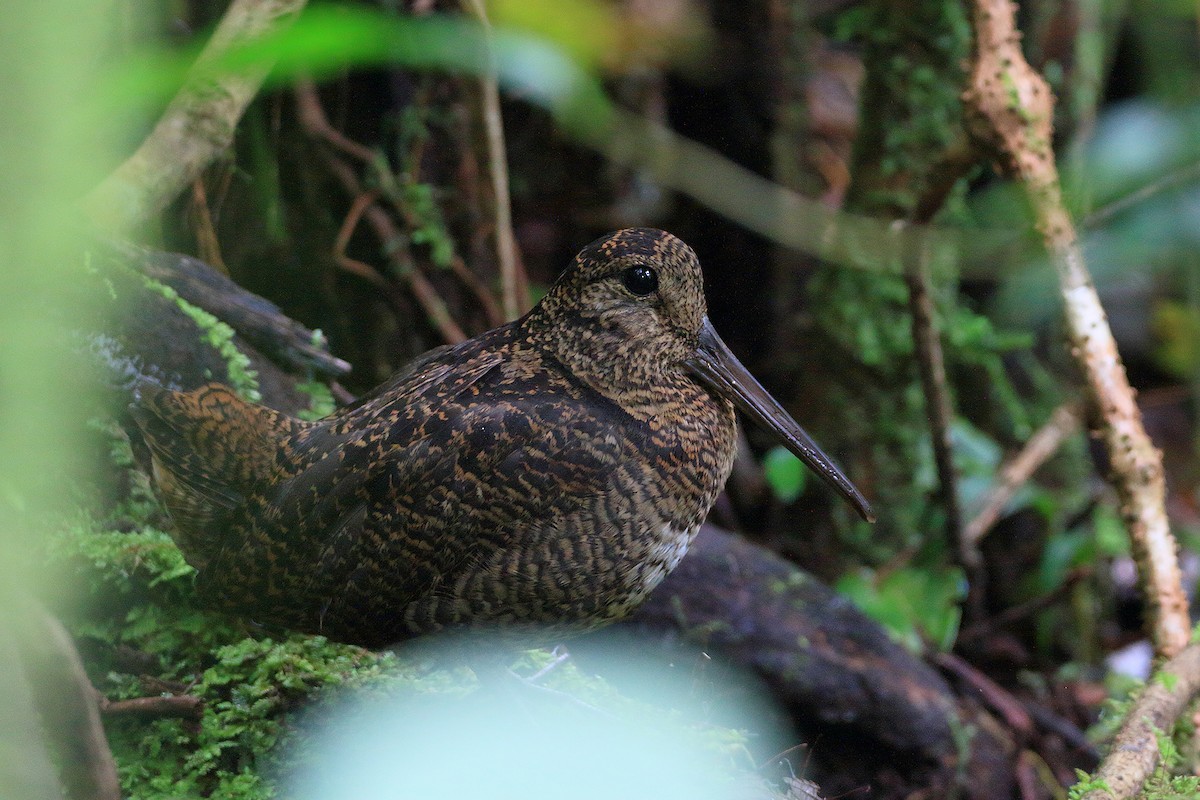 Javan Woodcock - Boas Emmanuel