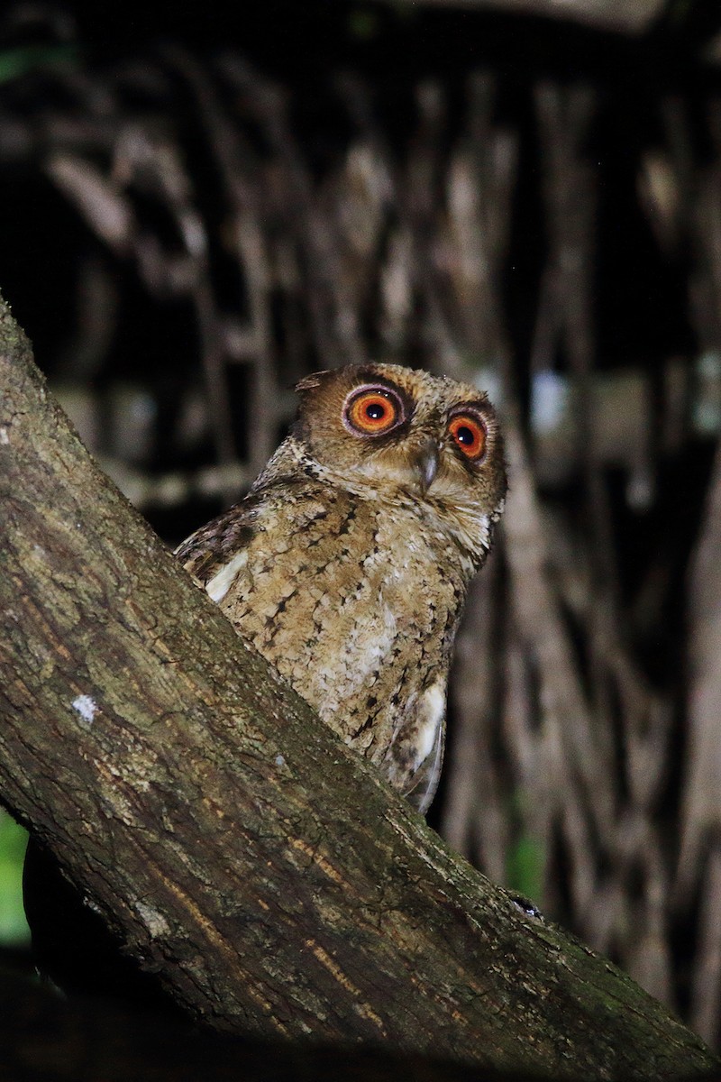 Philippine Scops-Owl - ML206210441