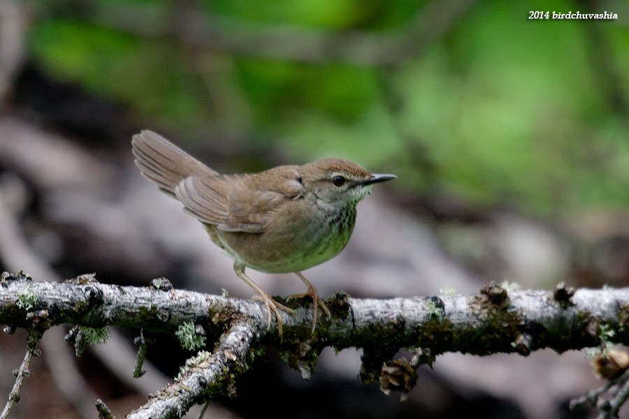 Baikal Bush Warbler - ML206210721