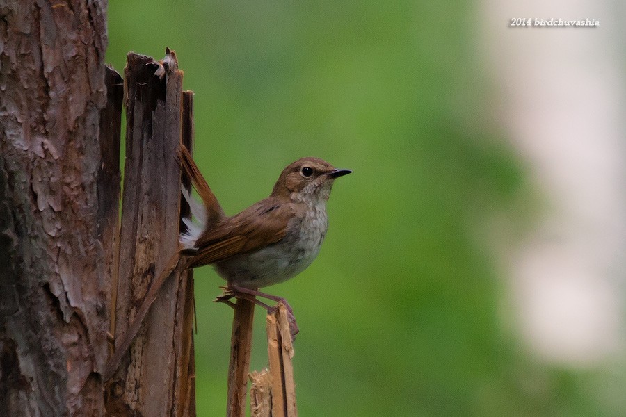 Rufous-tailed Robin - ML206210781