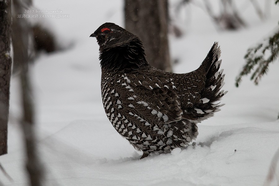 Siberian Grouse - ML206210821