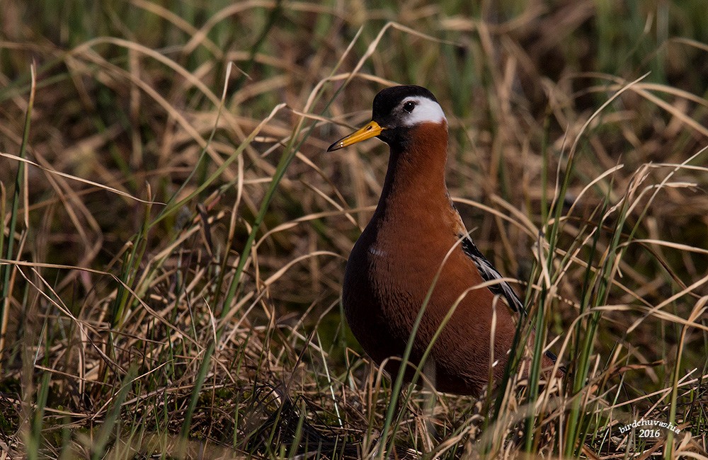 Red Phalarope - ML206210861