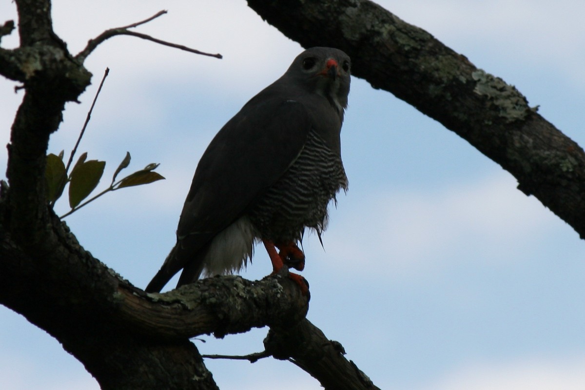 Lizard Buzzard - ML206211121
