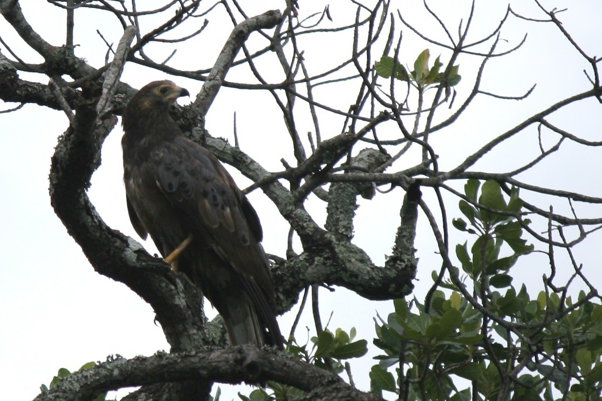 African Harrier-Hawk - ML206211141