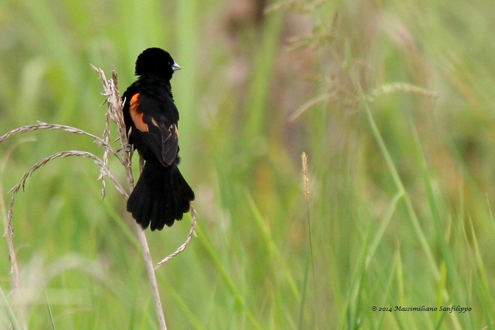 Fan-tailed Widowbird - ML206211221