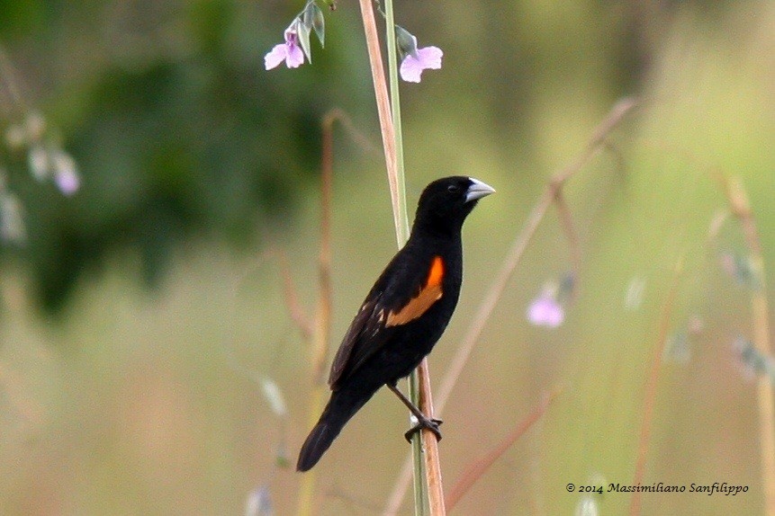 Fan-tailed Widowbird - ML206211231