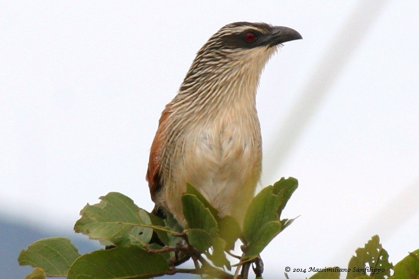 White-browed Coucal - Massimiliano Sanfilippo