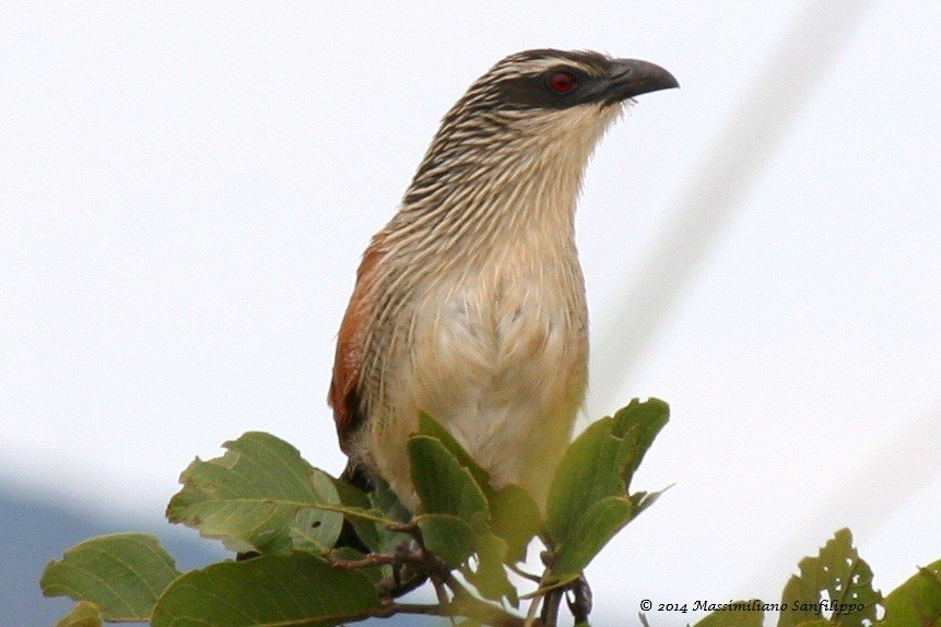 Coucal à sourcils blancs - ML206211931