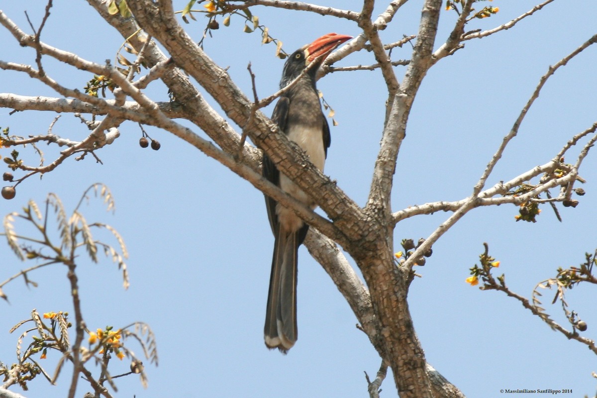 Crowned Hornbill - ML206211941