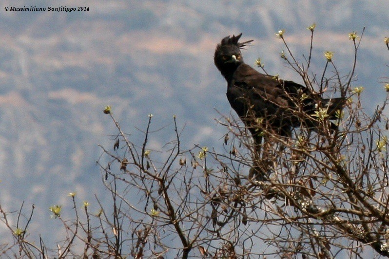 Long-crested Eagle - ML206211961