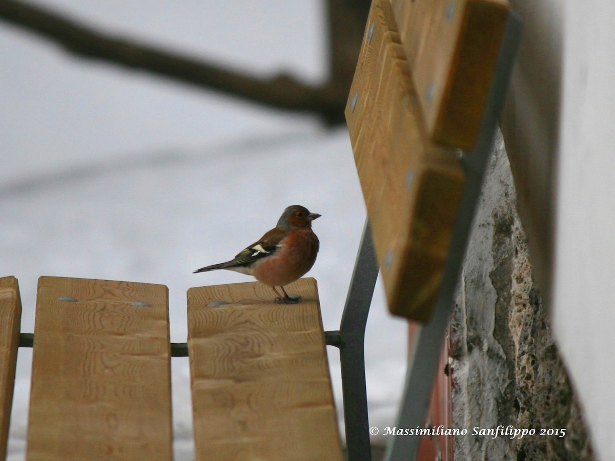 Common Chaffinch - ML206211971