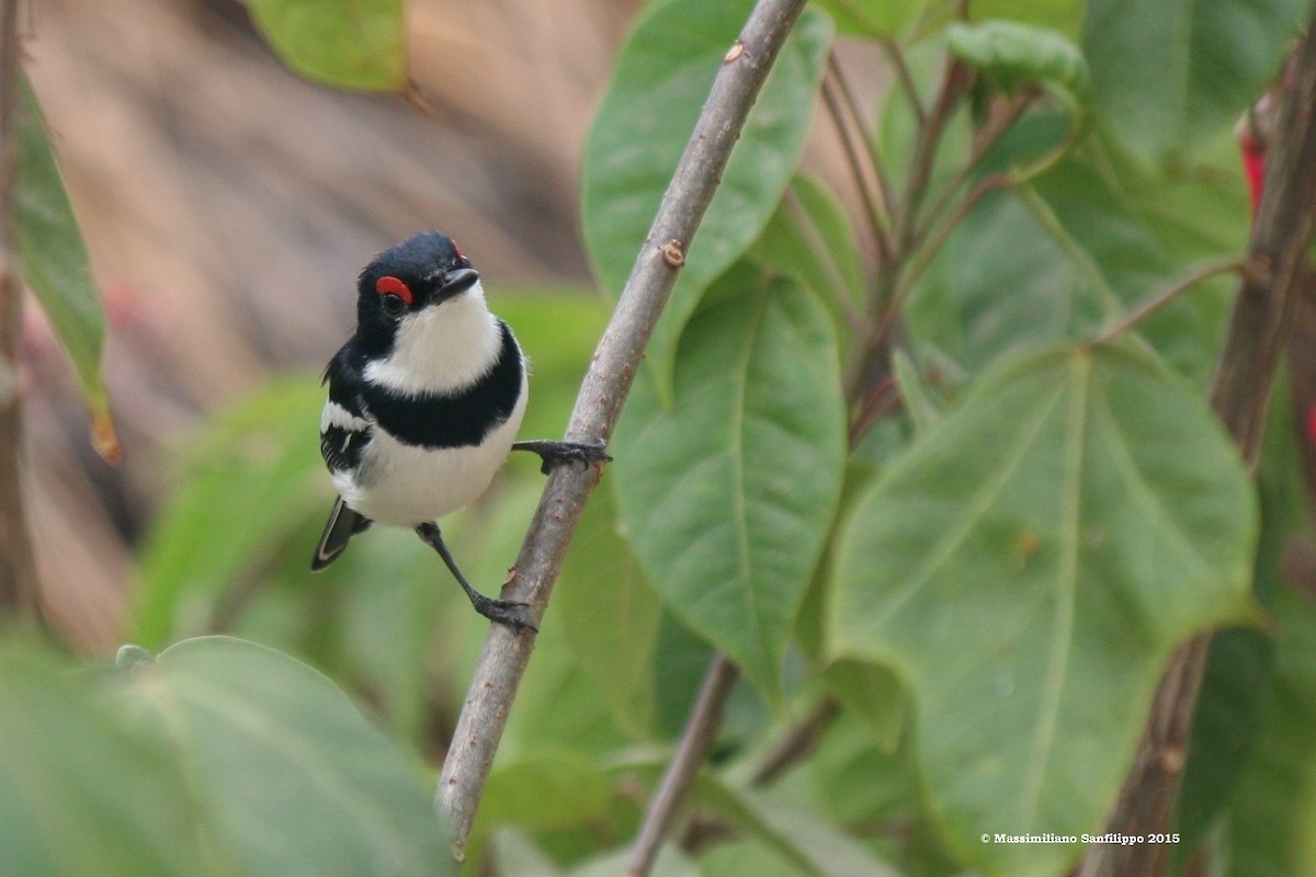 Brown-throated Wattle-eye - ML206211981