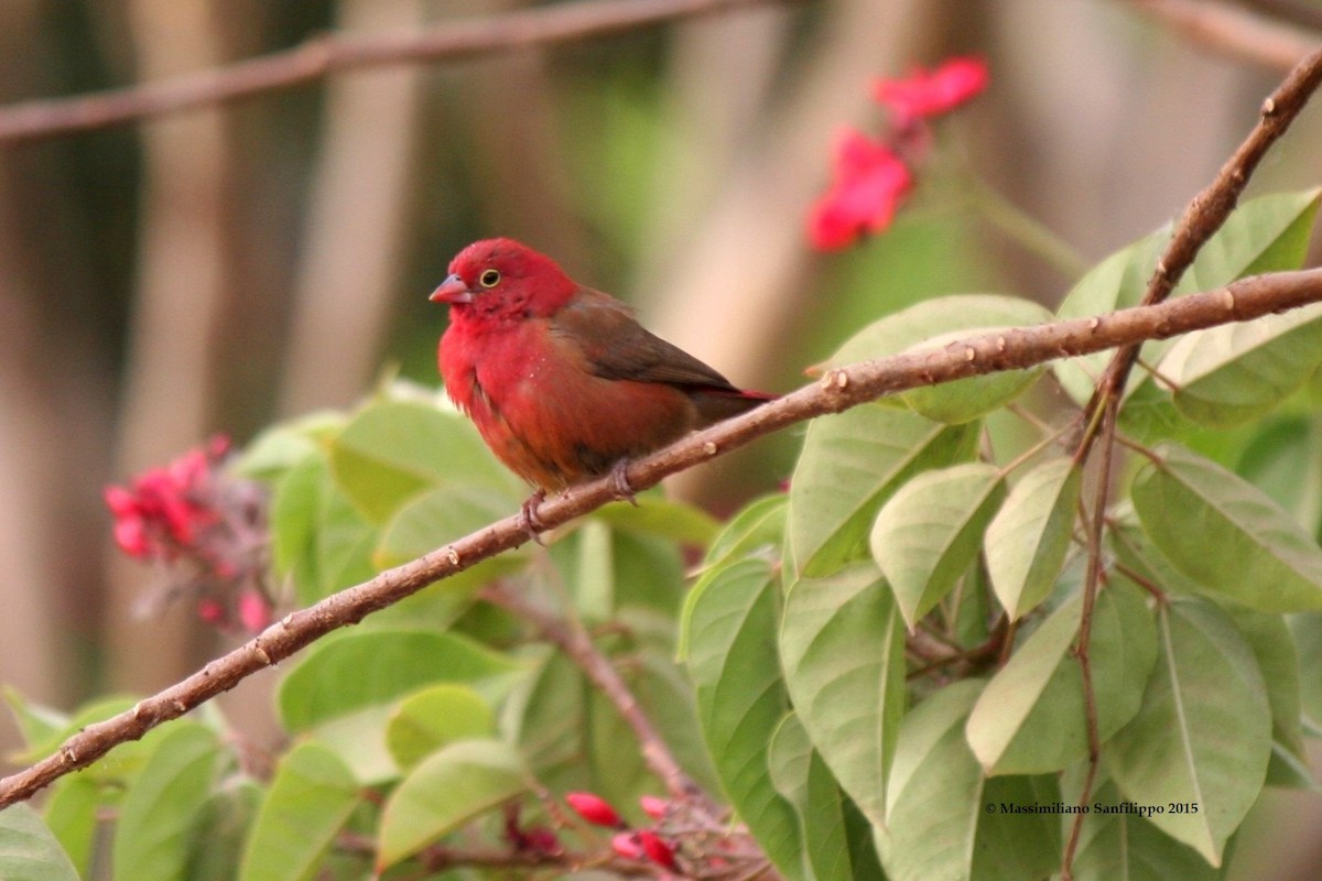 Red-billed Firefinch - ML206211991