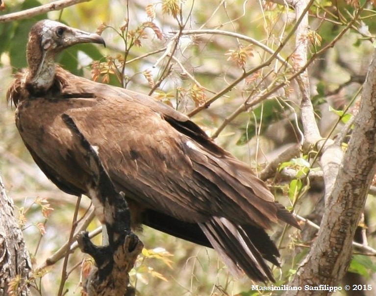 Hooded Vulture - Massimiliano Sanfilippo