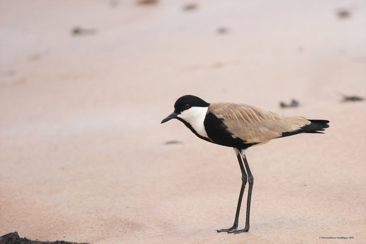 Spur-winged Lapwing - ML206212011