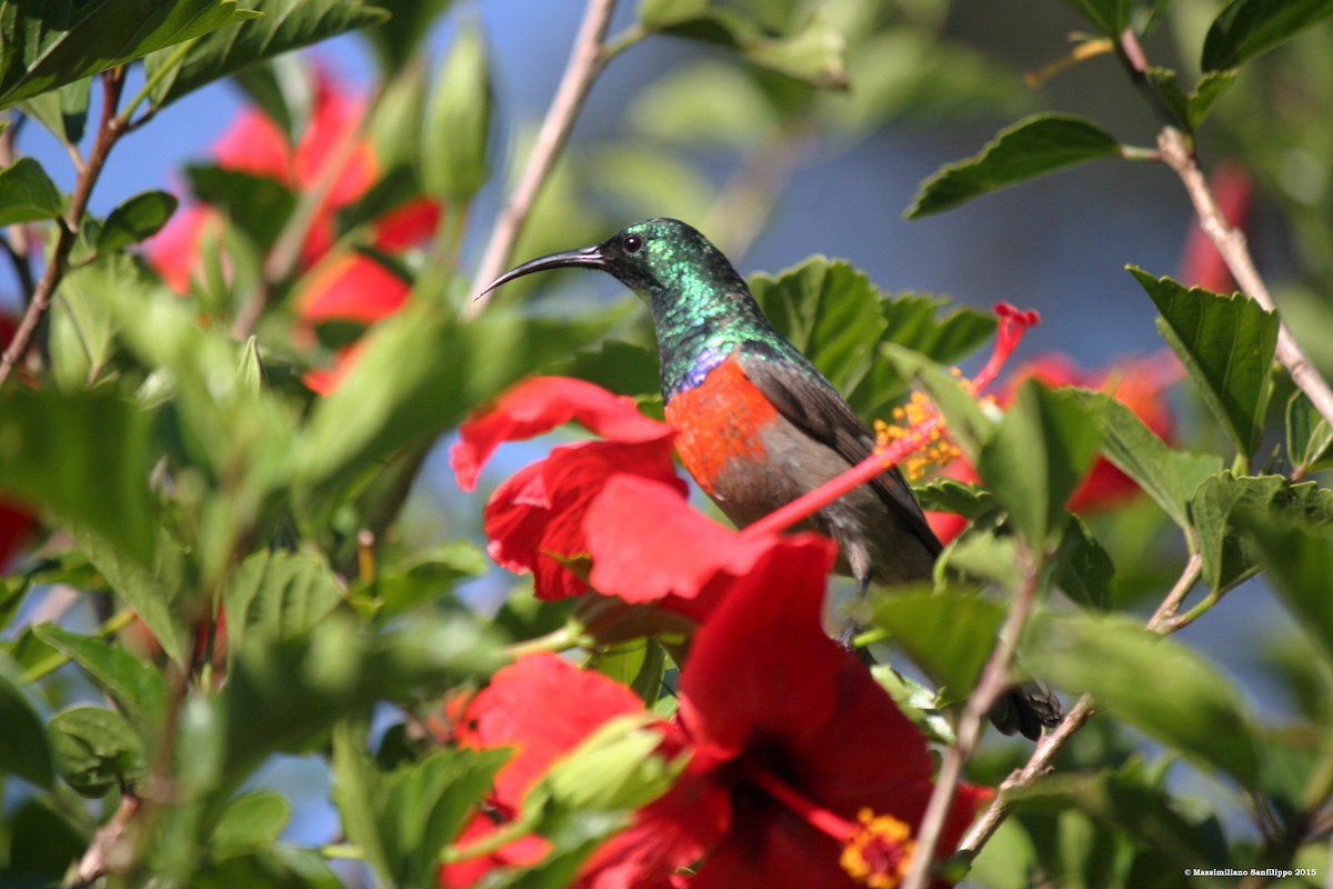 Greater Double-collared Sunbird - Massimiliano Sanfilippo
