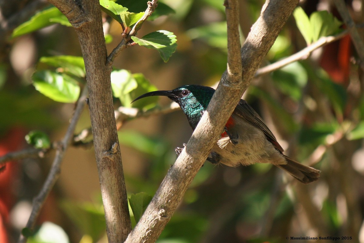 Greater Double-collared Sunbird - ML206212041