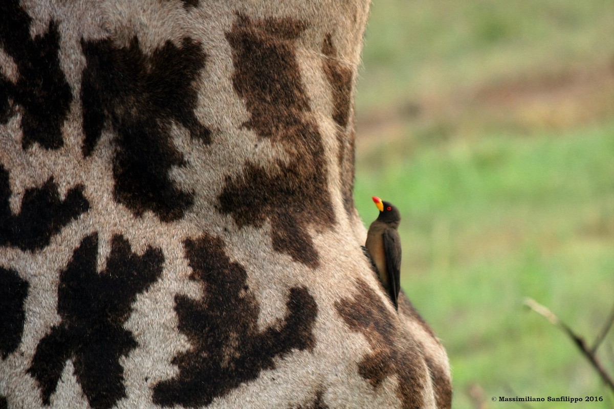 Yellow-billed Oxpecker - Massimiliano Sanfilippo