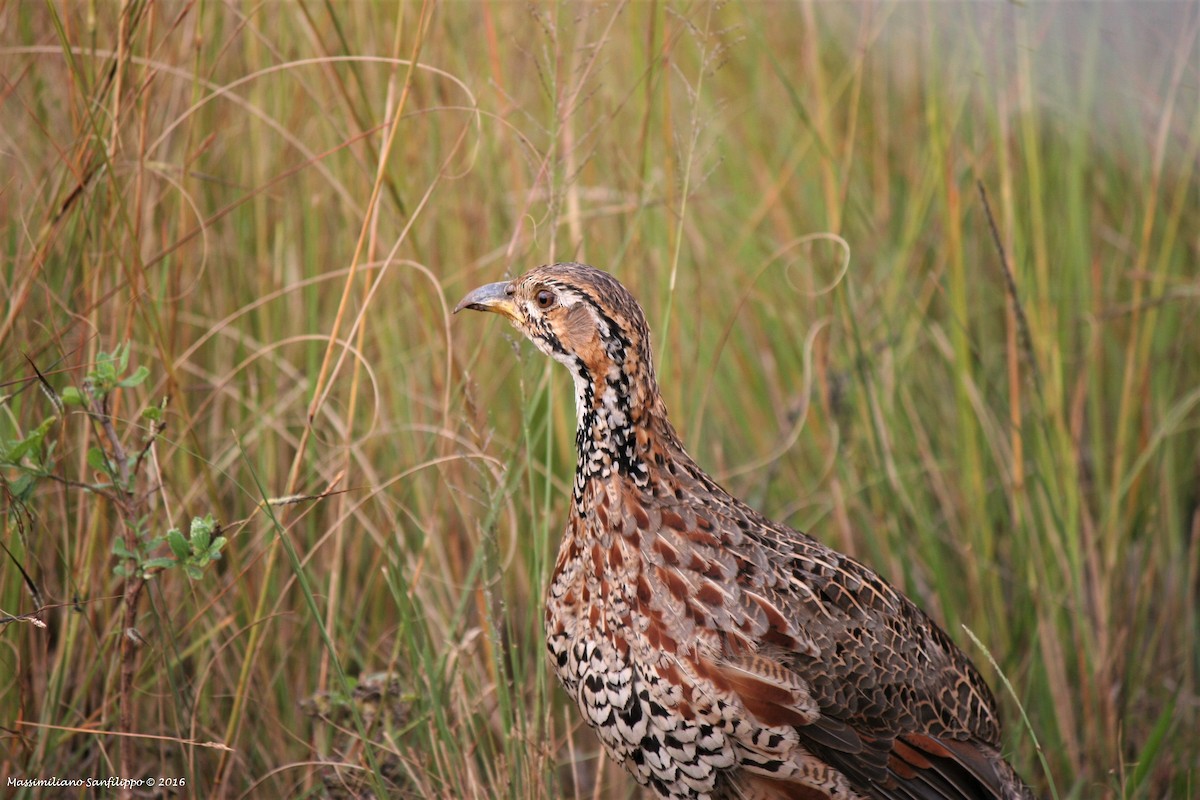 Shelley's Francolin - ML206212111