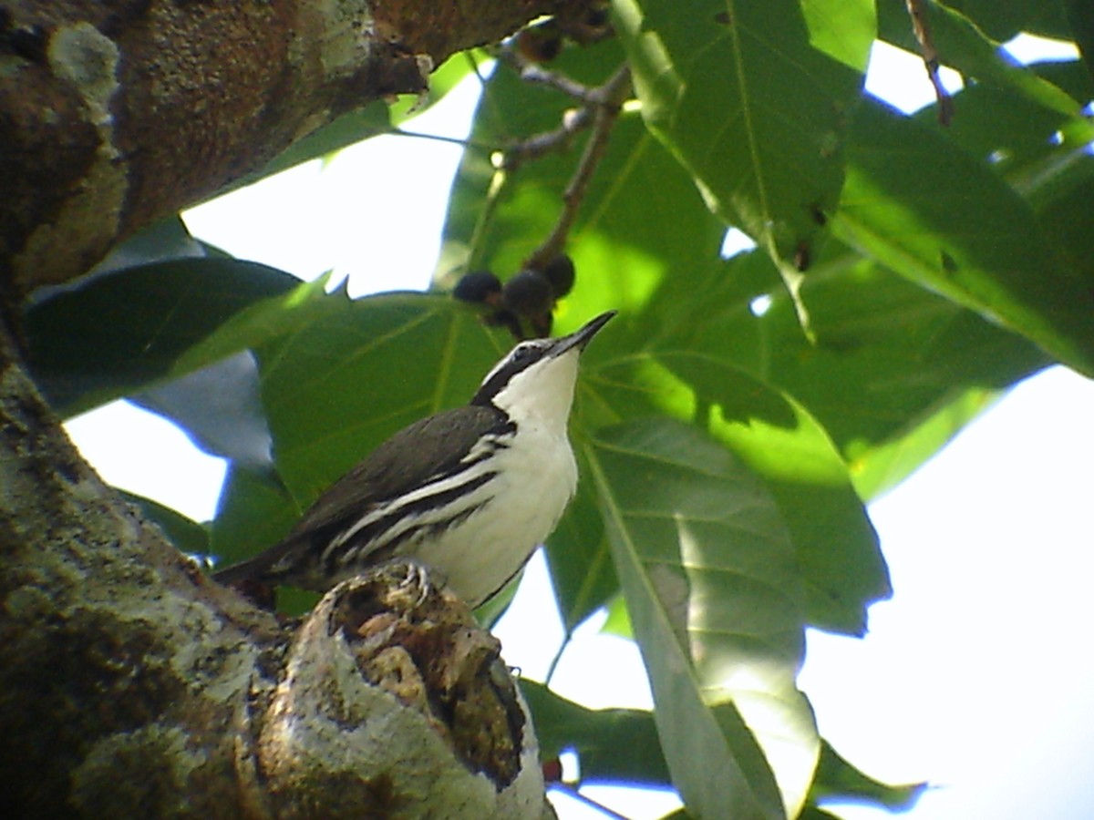 Stripe-sided Rhabdornis - ML206212261