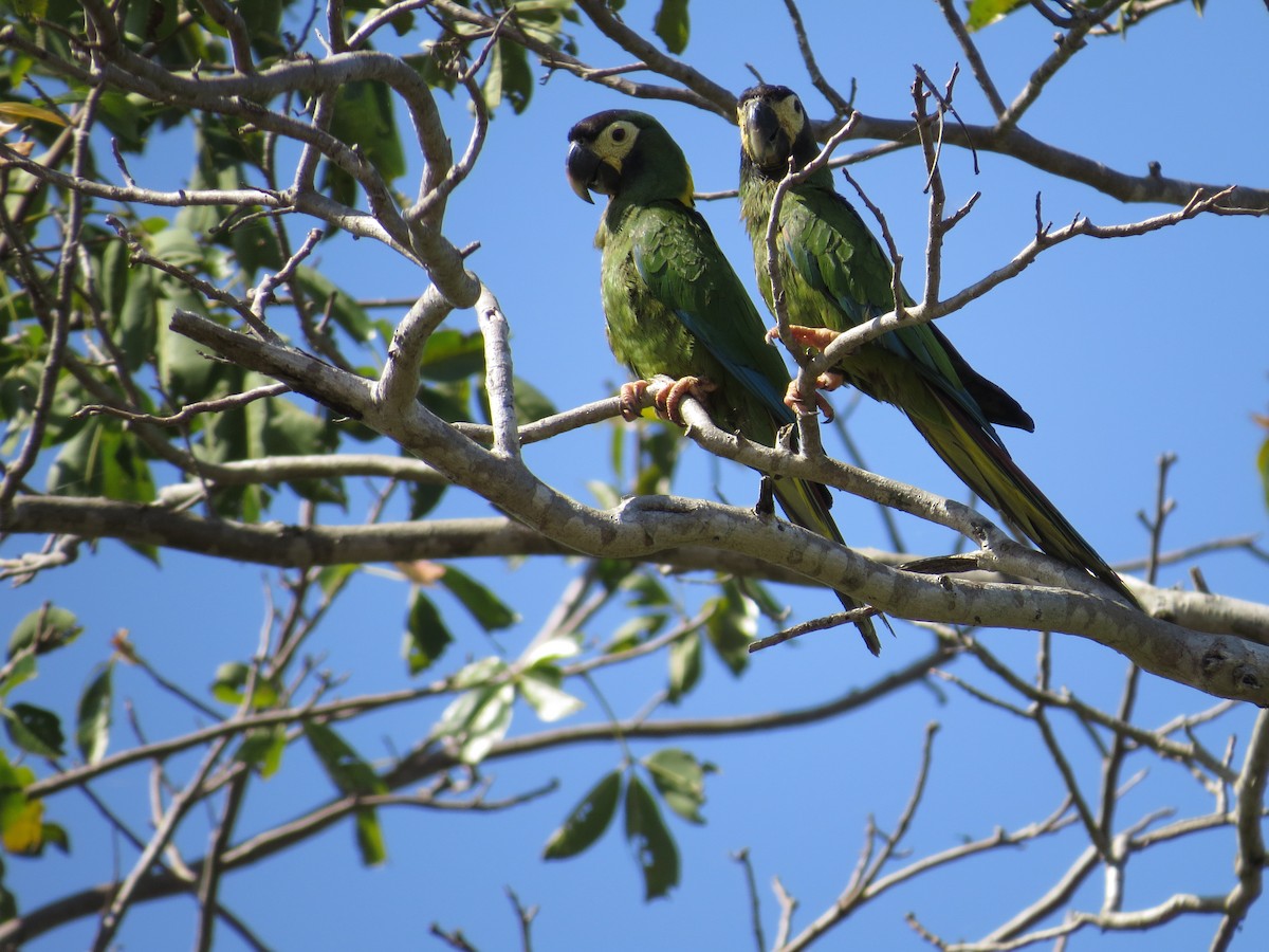 Yellow-collared Macaw - ML206212381