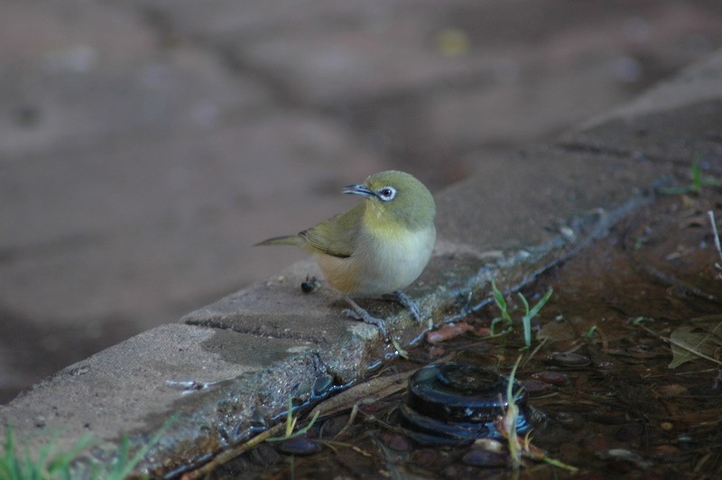 Orange River White-eye - ML206212931