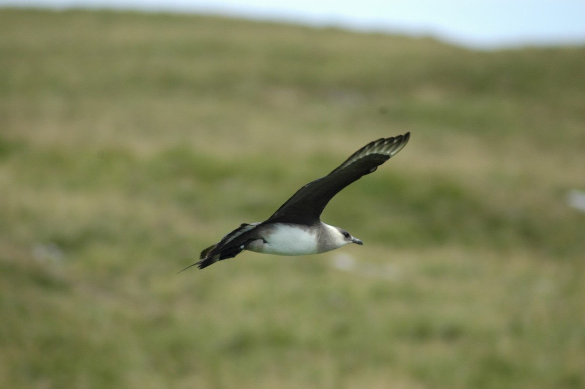 Parasitic Jaeger - ML206213011