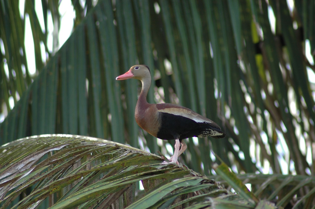 Black-bellied Whistling-Duck - Rob Gijbels
