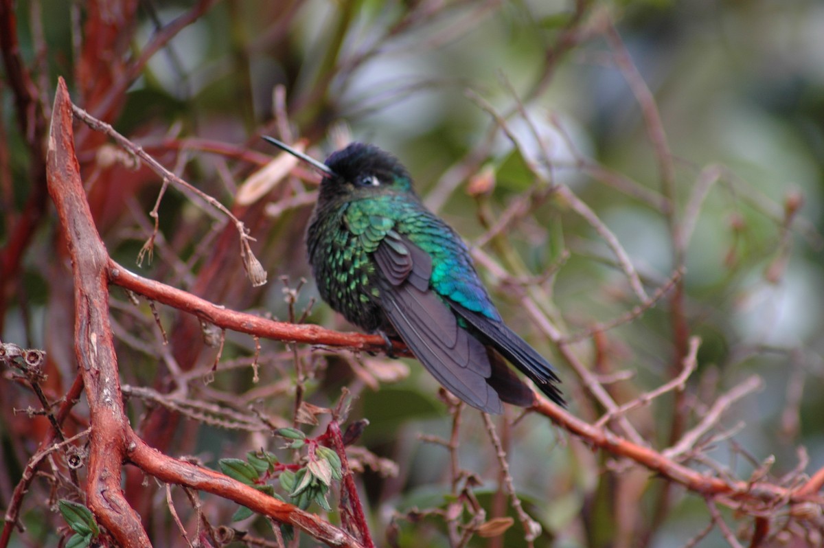 Green-crowned Brilliant - ML206213361