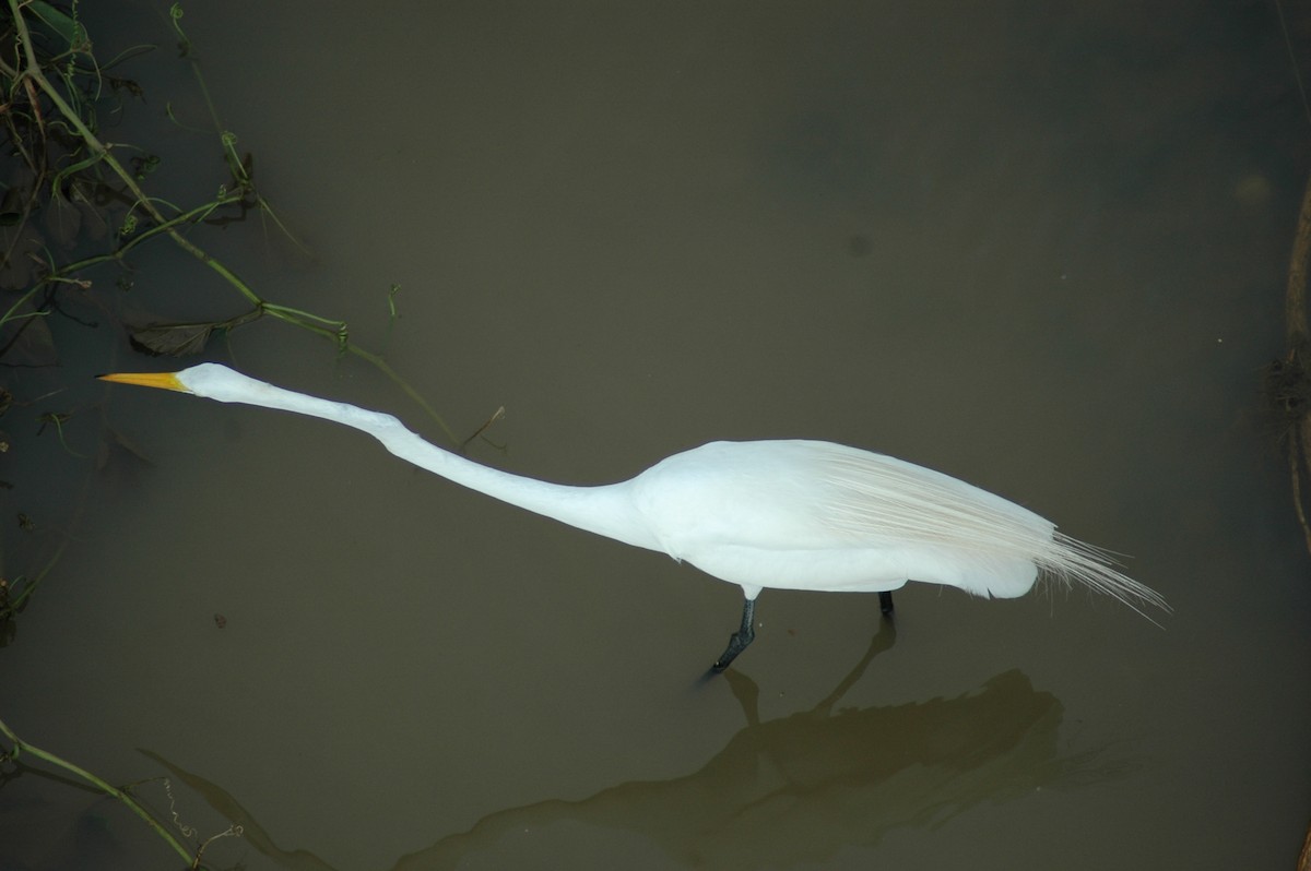 Great Egret - ML206213371