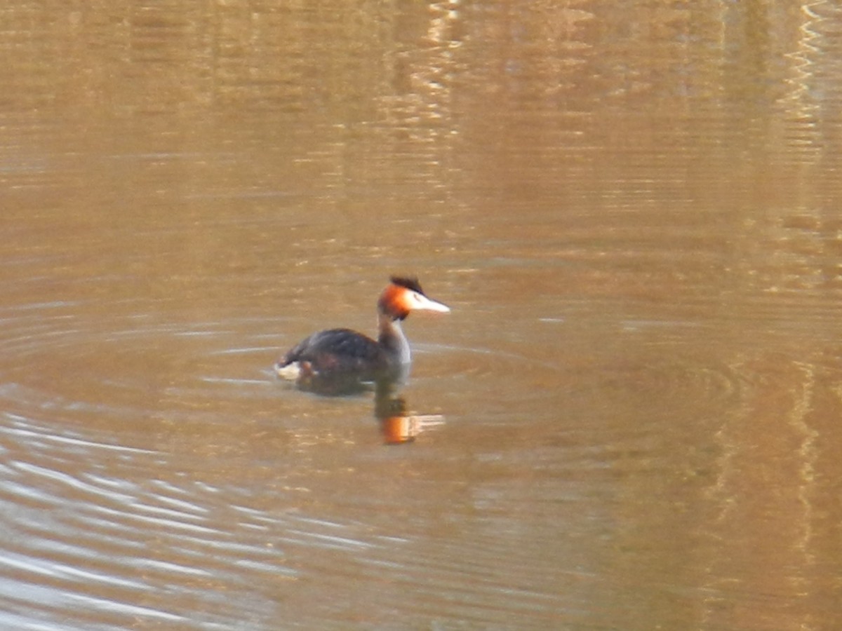 Great Crested Grebe - ML206213561