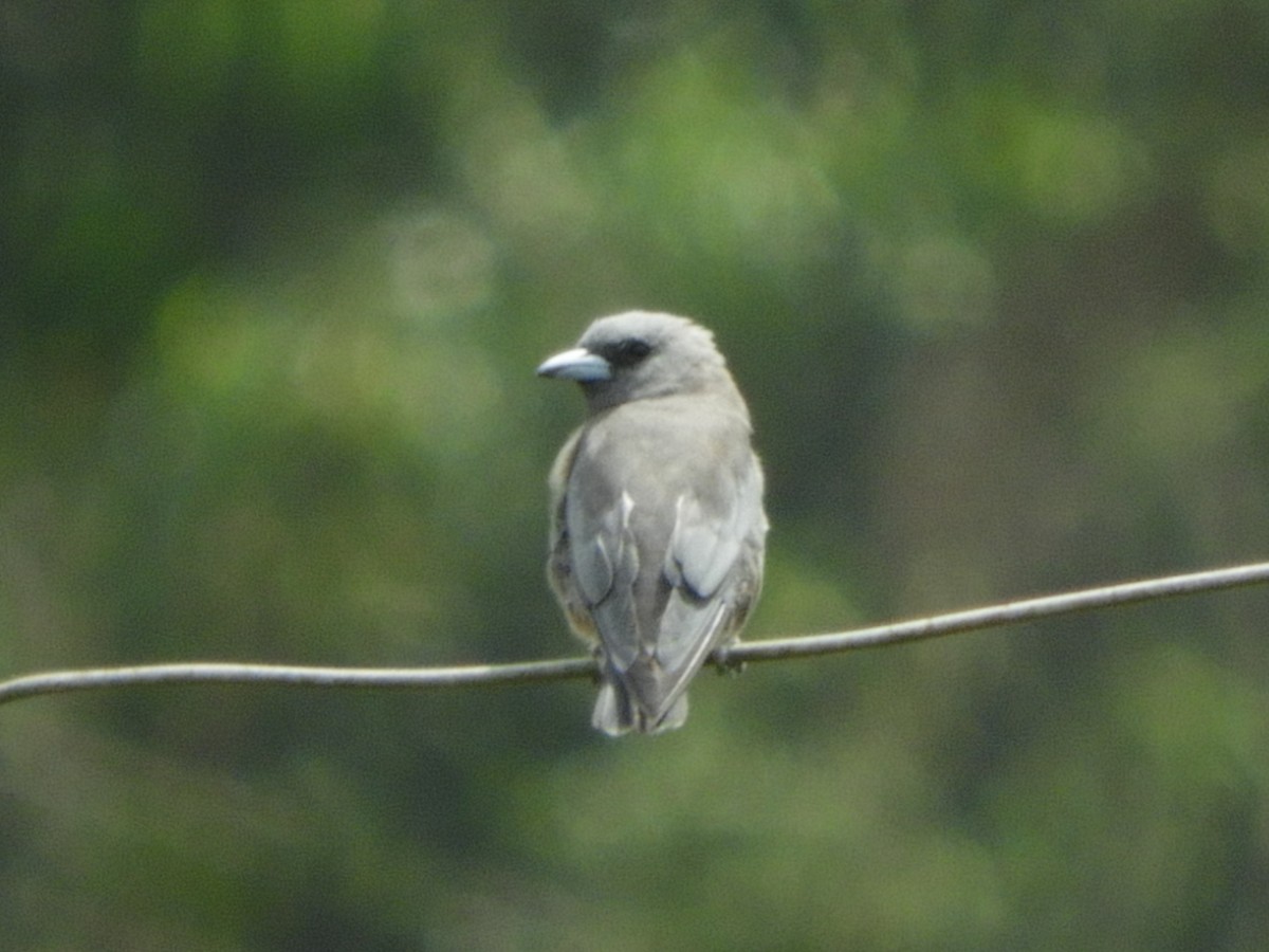 Ashy Woodswallow - ML206213591