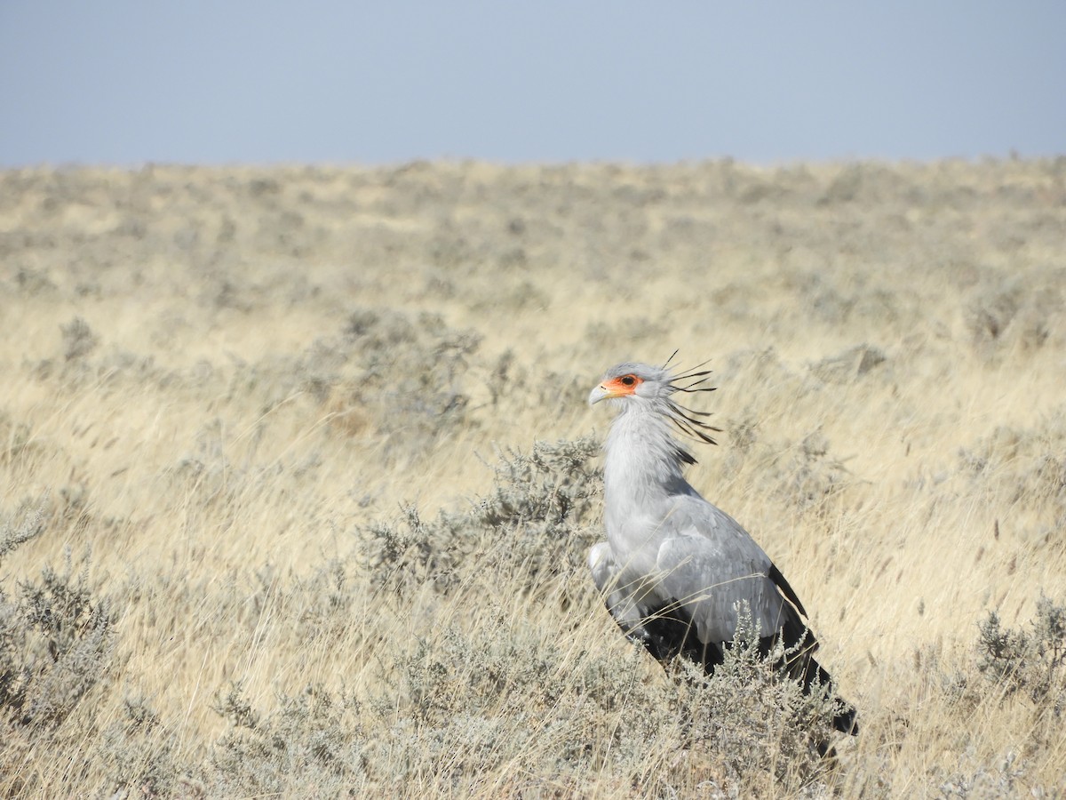 Secretarybird - ML206213621