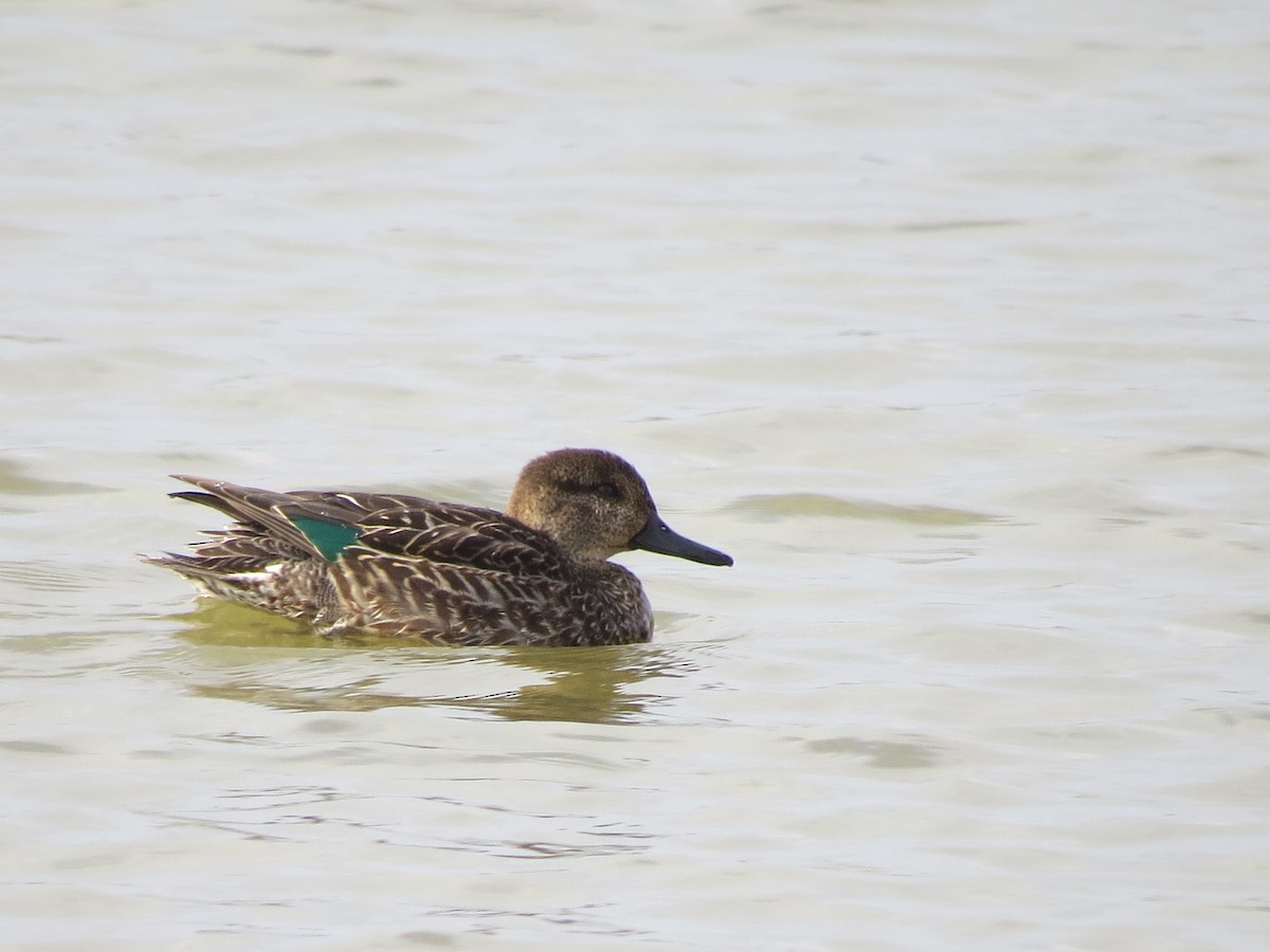 Green-winged Teal - ML206213731