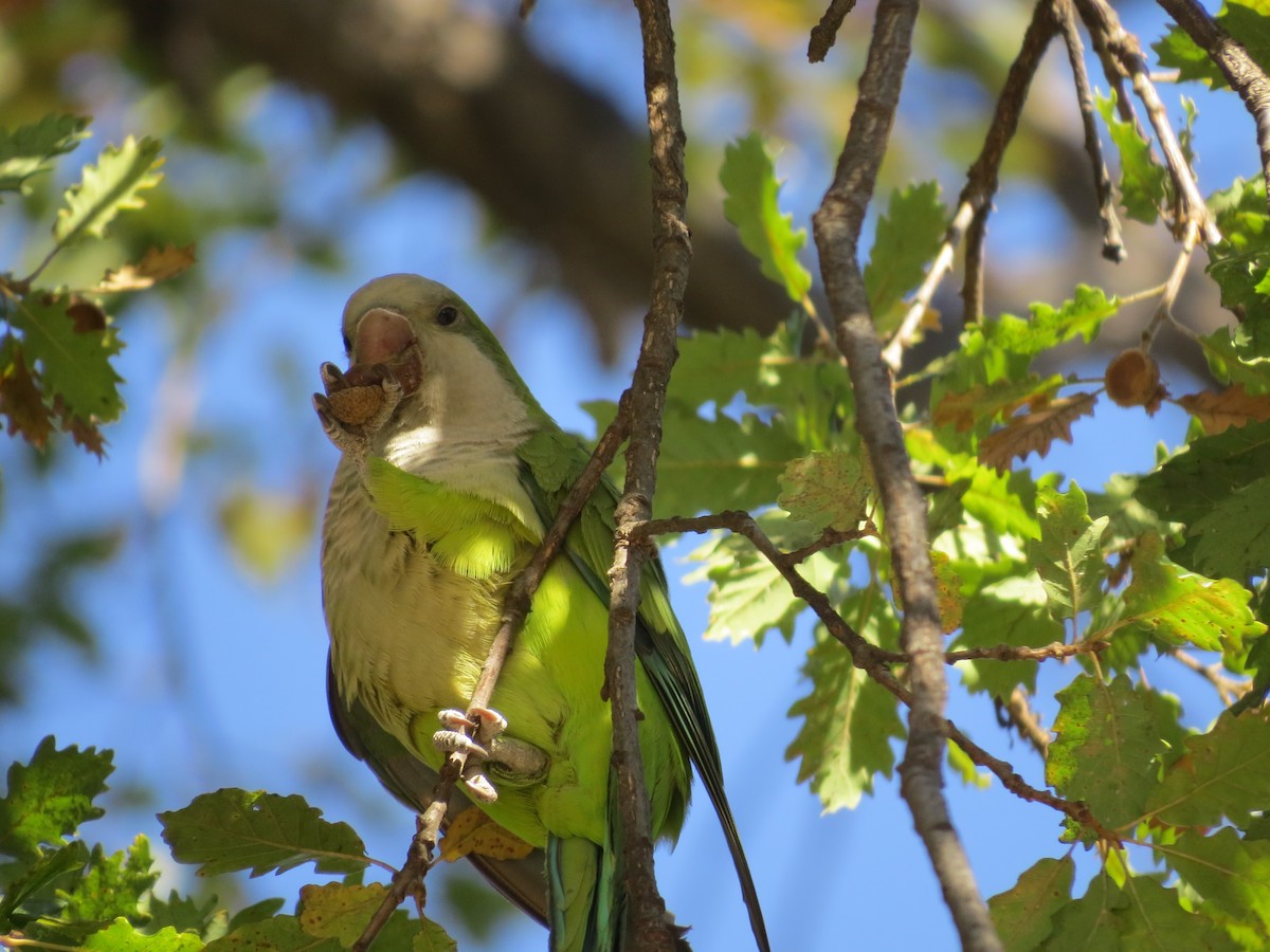 Monk Parakeet (Monk) - ML206213741