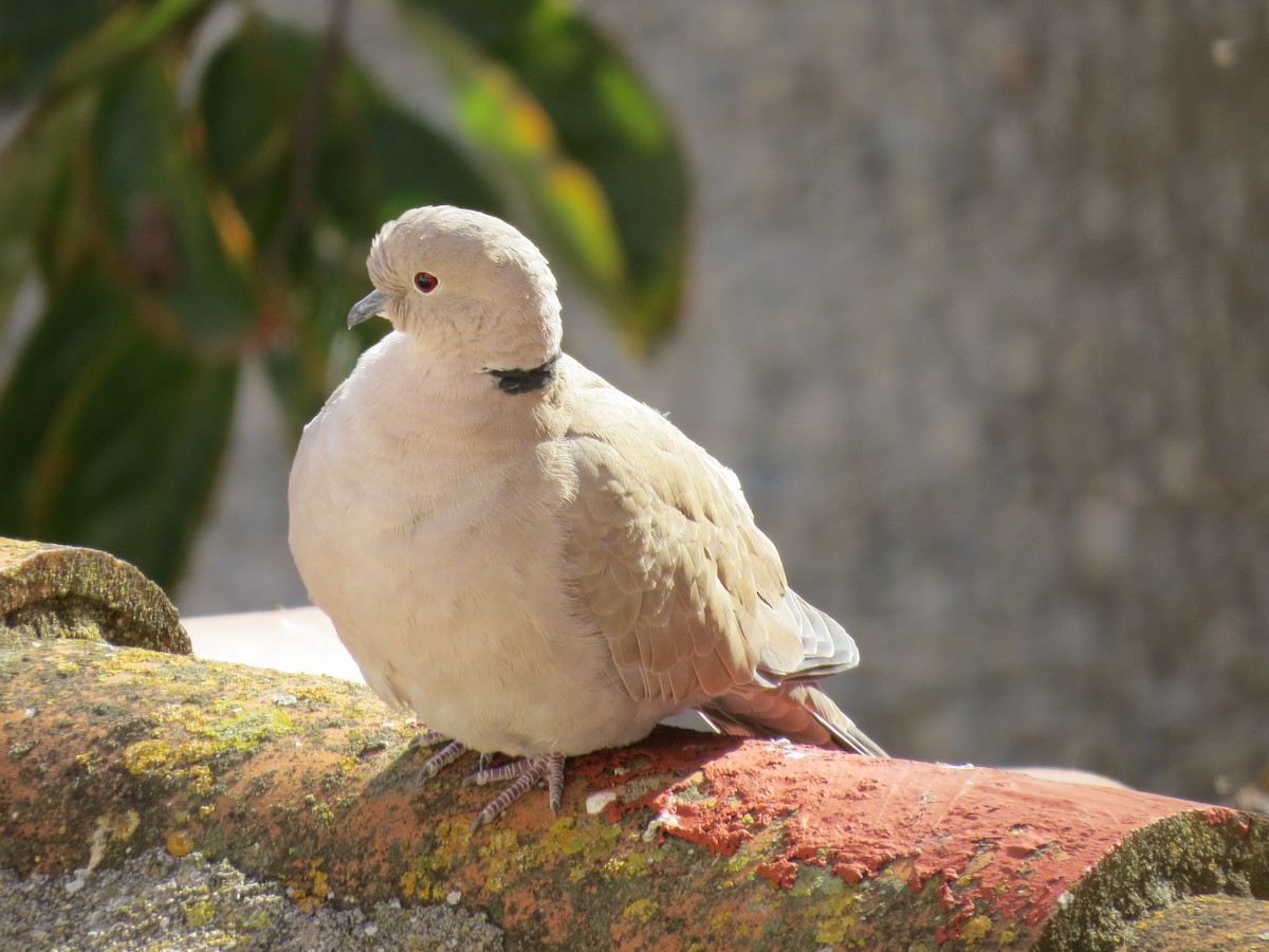 Eurasian Collared-Dove - ML206213751