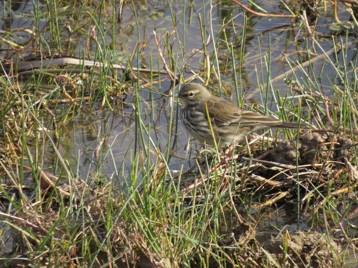 Water Pipit (Western) - ML206213761
