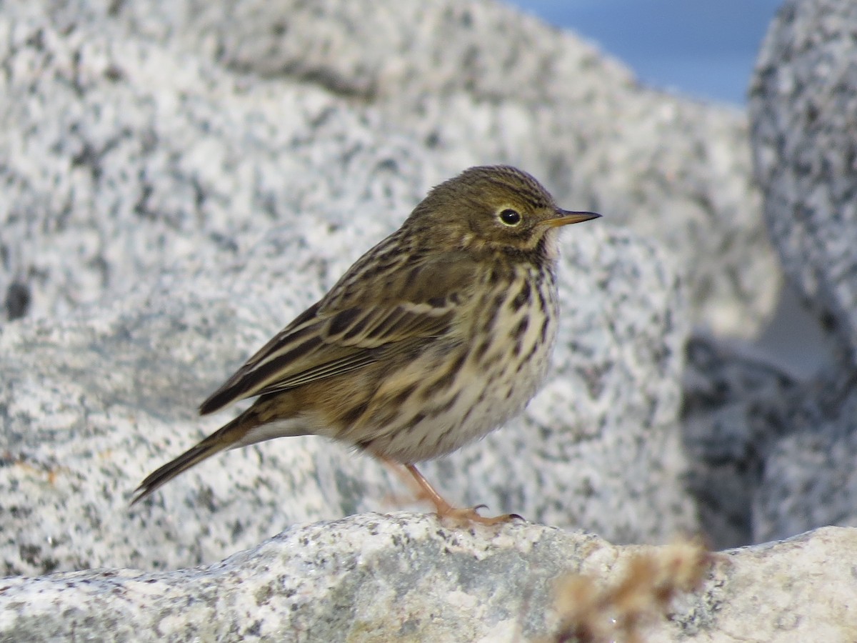 Meadow Pipit - ML206213771