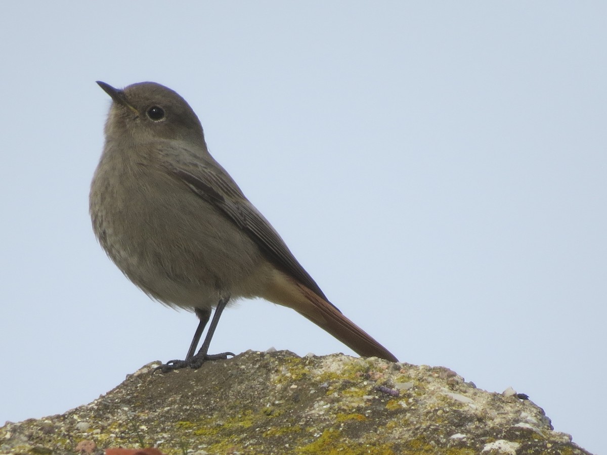 Black Redstart (Western) - ML206213781