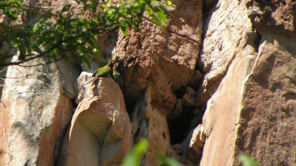 Military Macaw - ML206213811