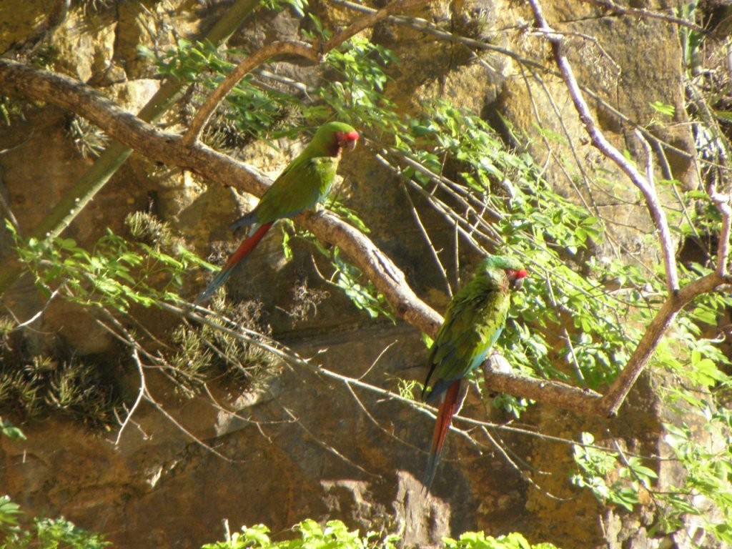 Military Macaw - ML206213821