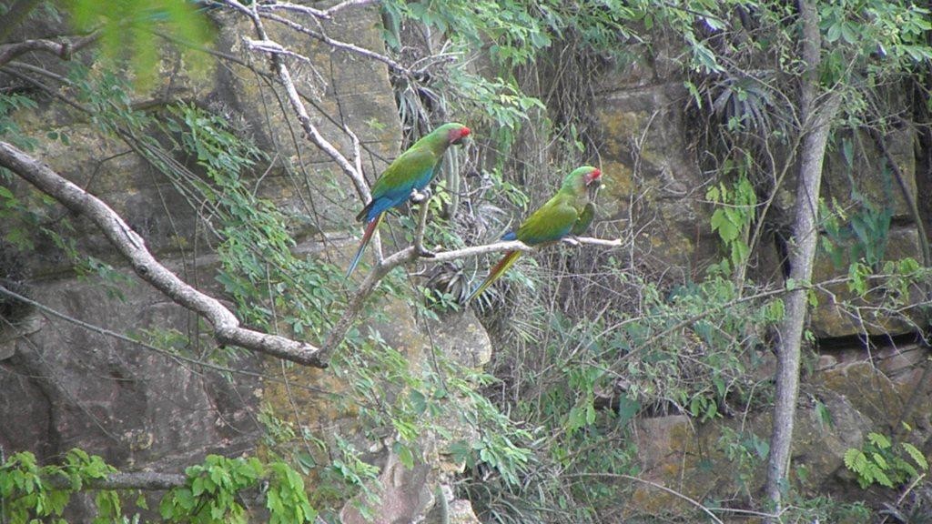 Military Macaw - ML206213831