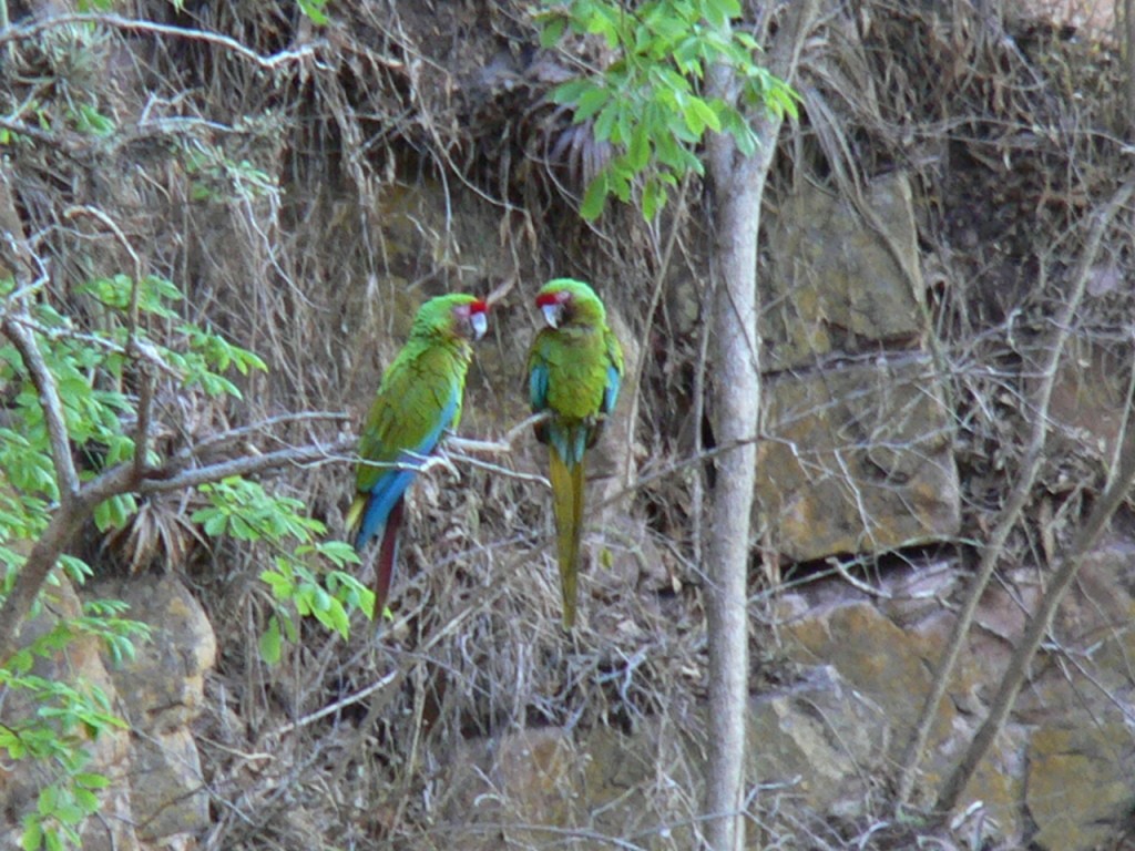 Military Macaw - ML206213841