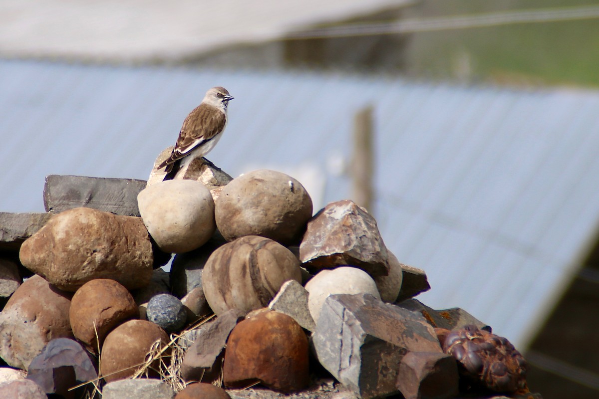 White-winged Snowfinch - ML206214061