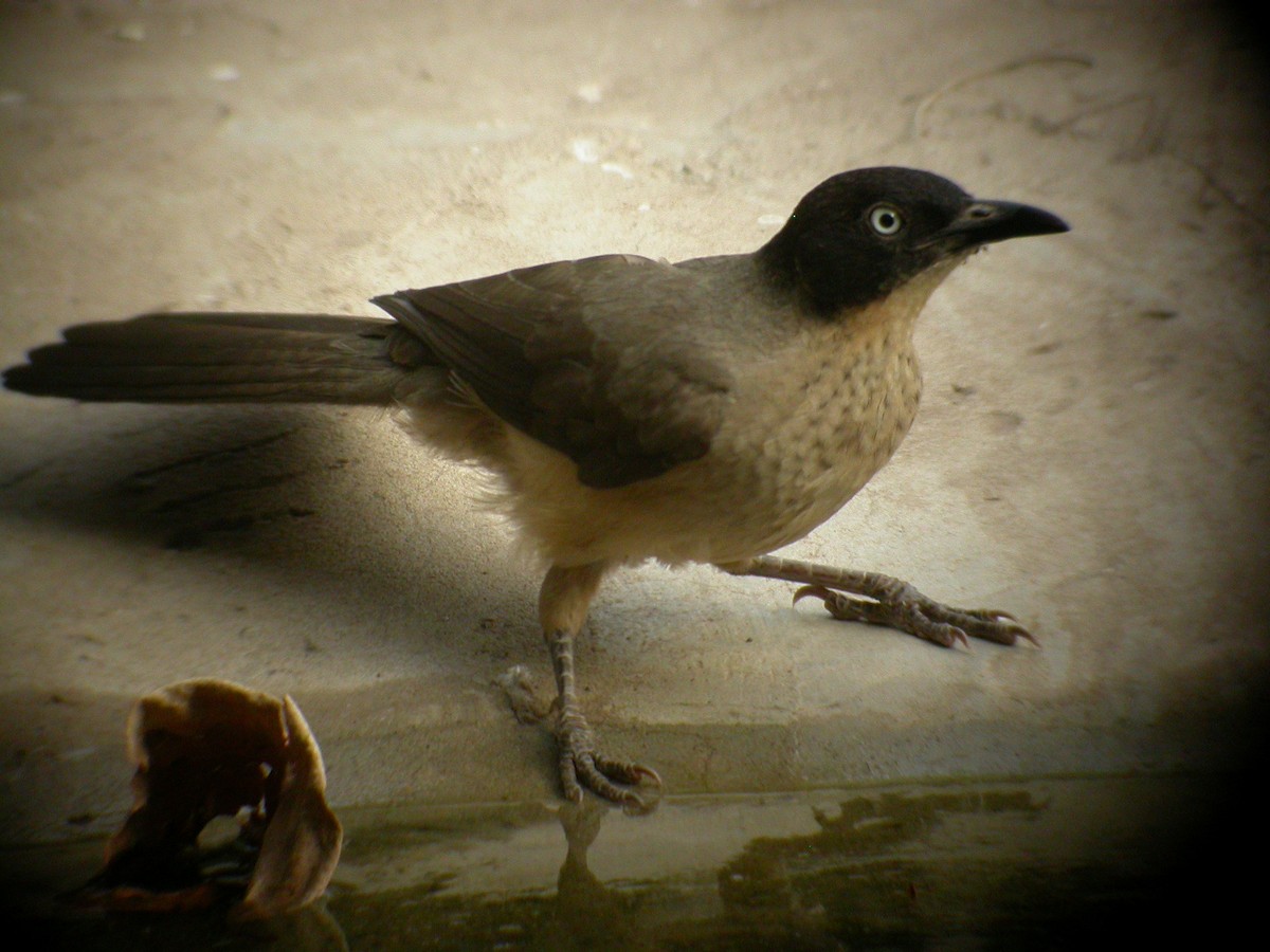 Blackcap Babbler (Blackcap) - Daniel Jimenez