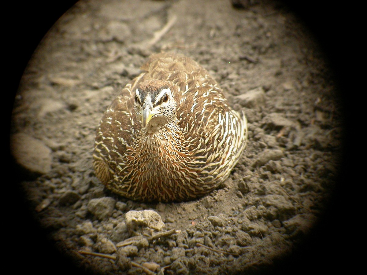 Double-spurred Spurfowl - ML206214991