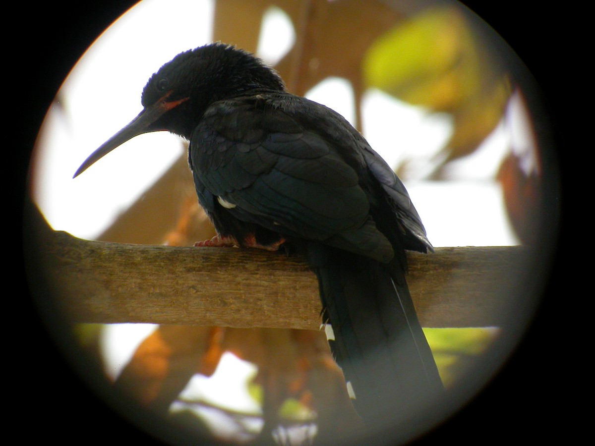 Green Woodhoopoe - Daniel Jimenez