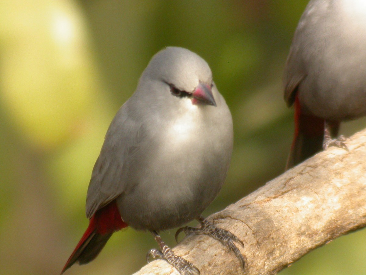 Lavender Waxbill - Daniel Jimenez